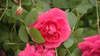 Peter Beales Roses